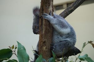 koala