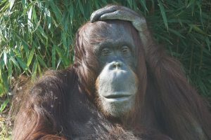 orangutan2