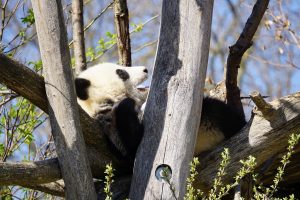 panda2