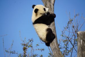 panda4