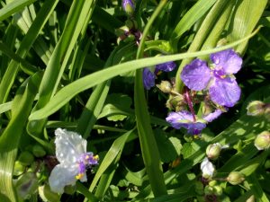 img_20170531_140623