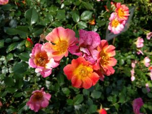 img_20170531_140820